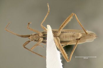 Media type: image;   Entomology 619566 Aspect: habitus ventral view